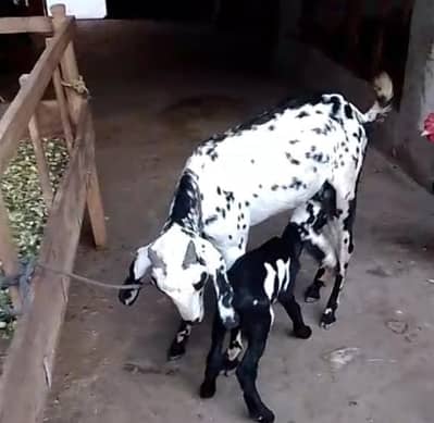 bachy wali bakri