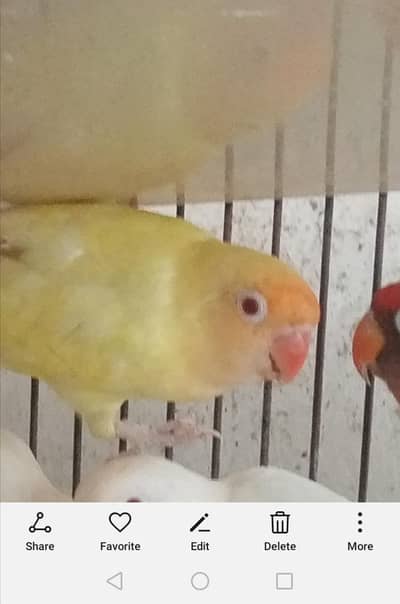 Albino decino pair
