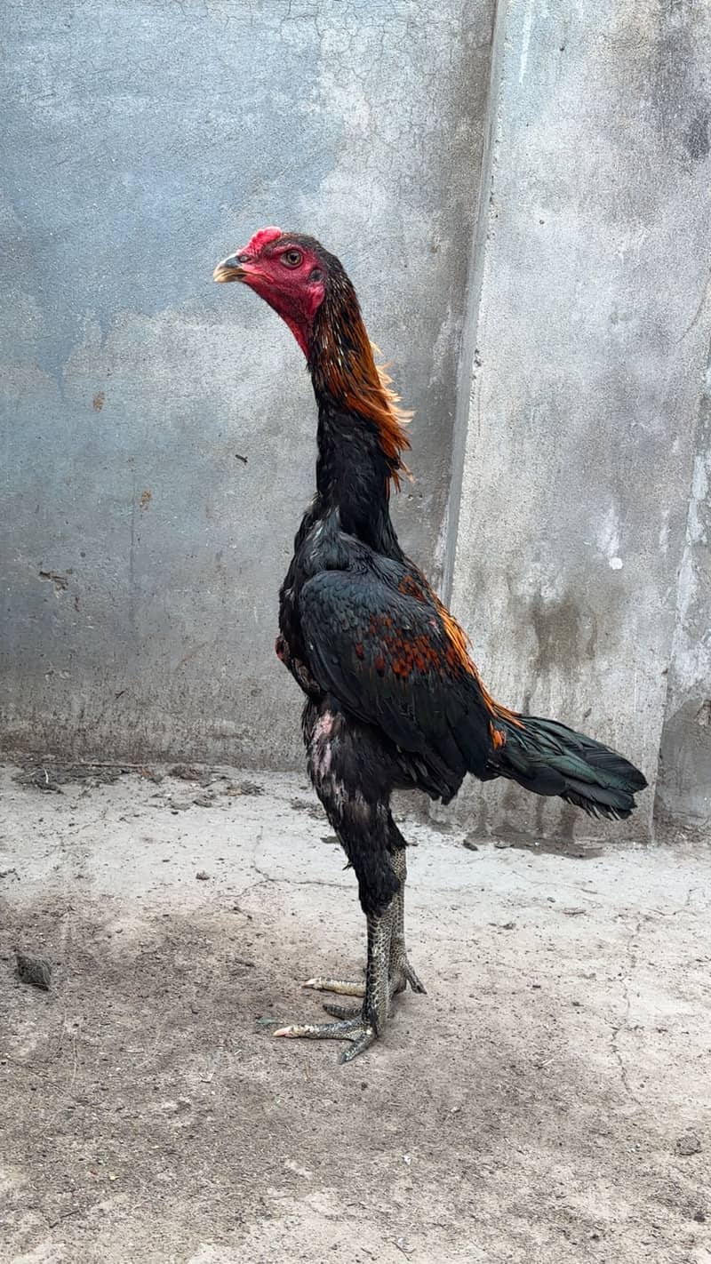 Panas Pakoye Patha 0