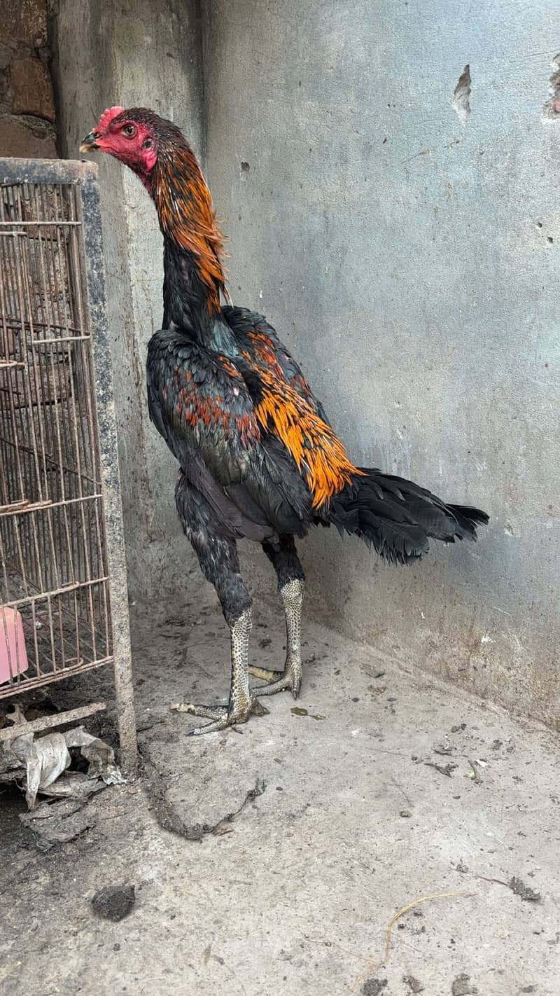 Panas Pakoye Patha 1