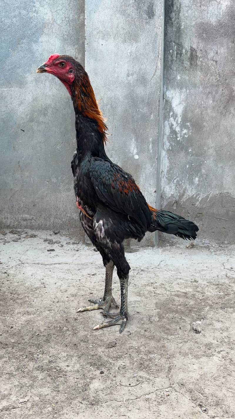 Panas Pakoye Patha 2