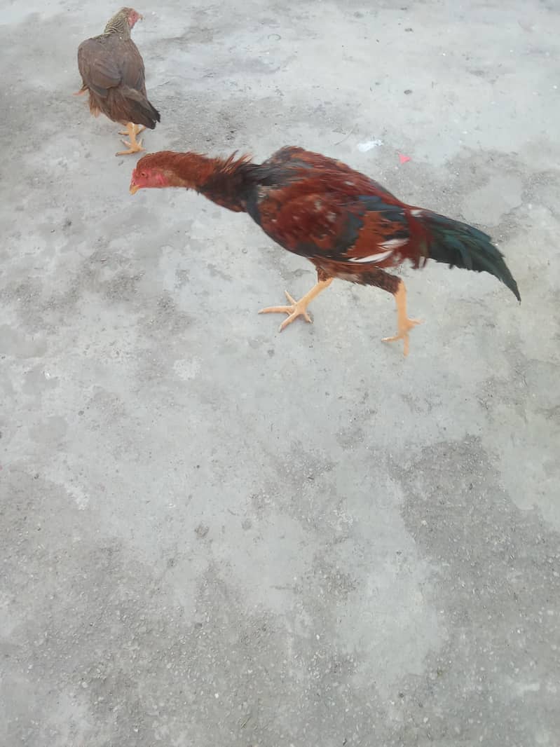 sandhi 0