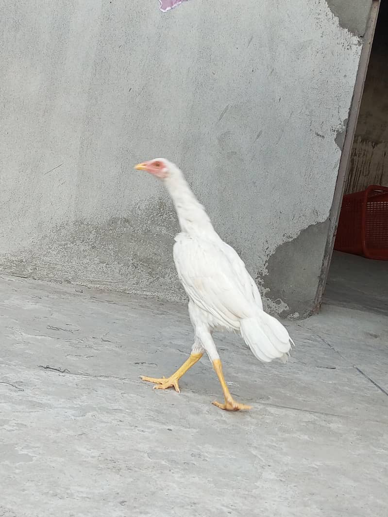 white aseel pair 1