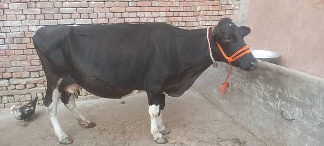 jursy frision cow  for animal lover 03006109886