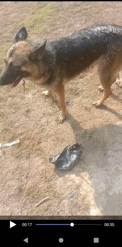 female German Shepherd