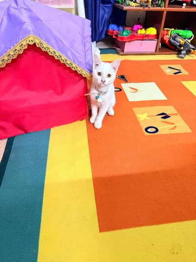 Beautiful Persian Kitten for Sale