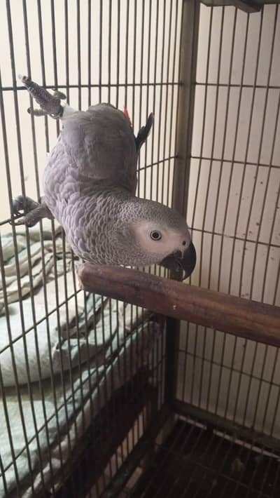 Grey and Ringneck parrot