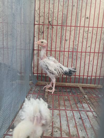 chicks