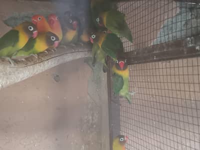 Lovebird lotino personata & black mask
