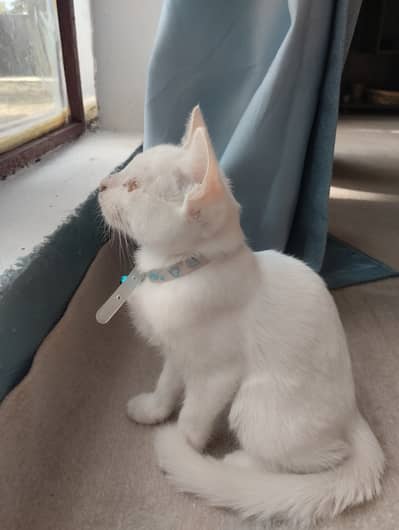 Beautiful Persian Kitten for Sale