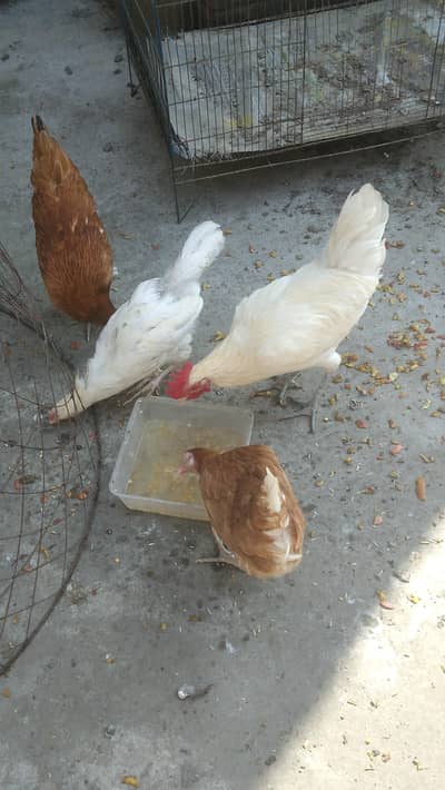1 male and 3 female