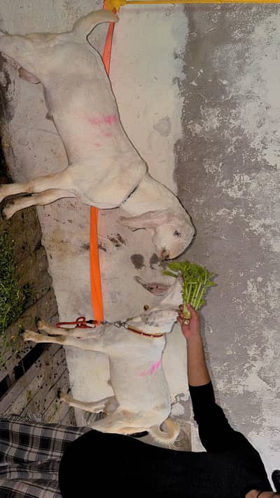 white goat both (jori) gulabi