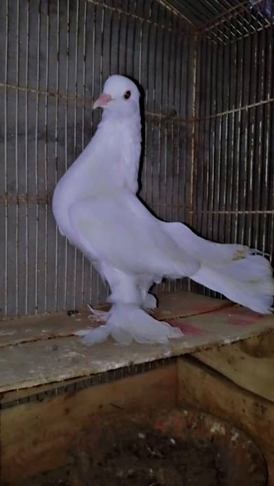 patha ha 8 par ka full white