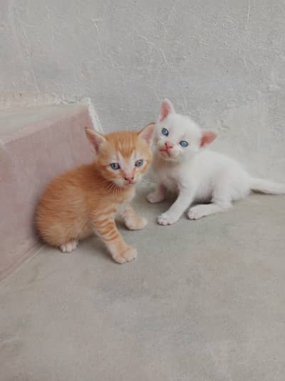 Persian kitten