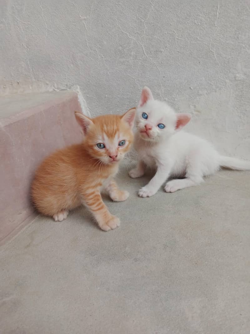 Persian kitten 0