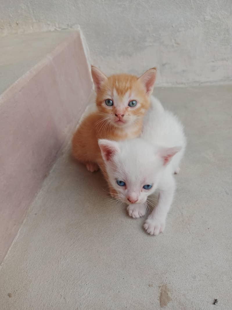 Persian kitten 1
