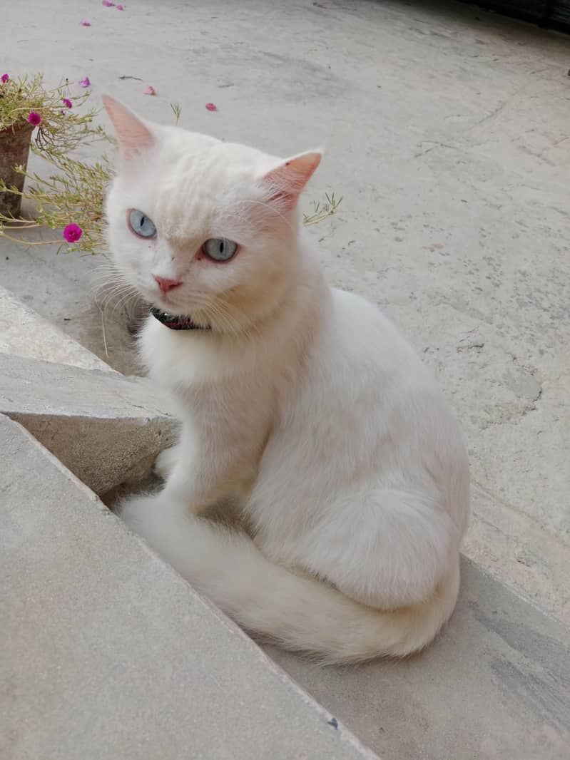 Persian kitten 2