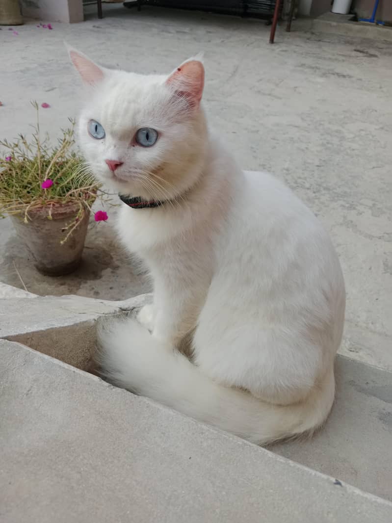 Persian kitten 3