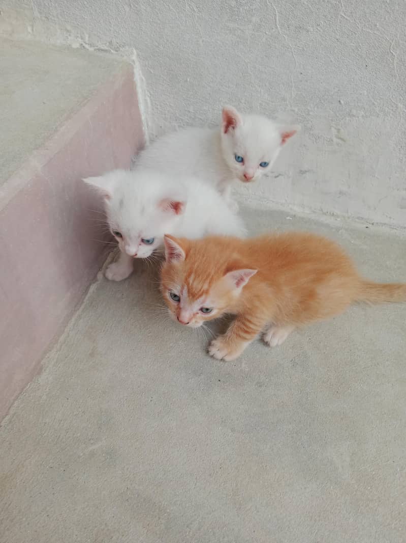Persian kitten 4