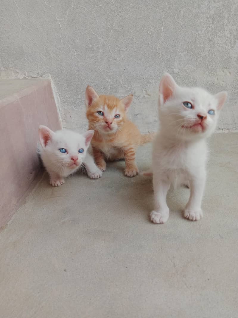 Persian kitten 5