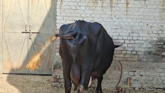 buffalo for sale