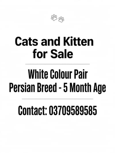kittens for sale