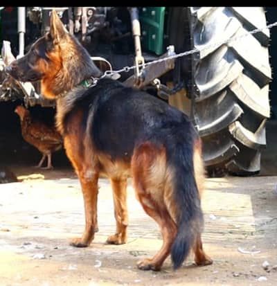 German shepherd Male
