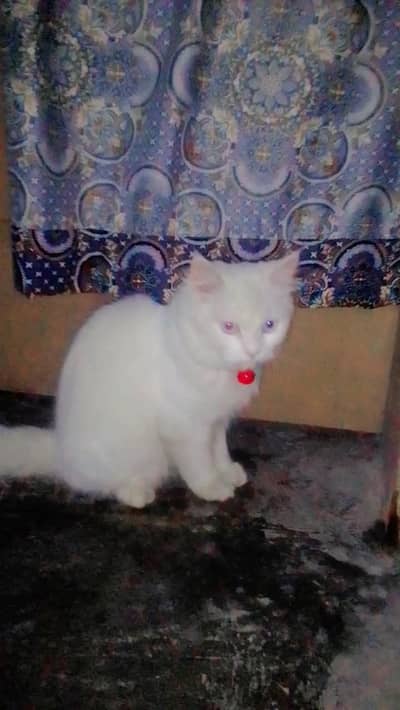 Russian breed percian cat