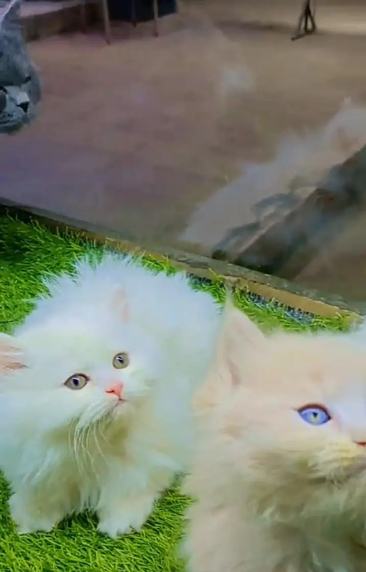 Persian kitten for sale my WhatsApp 0325/77/17/094/. — photo 4