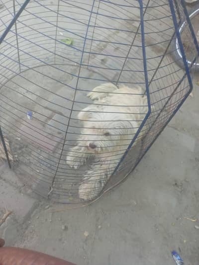 poodle female  available