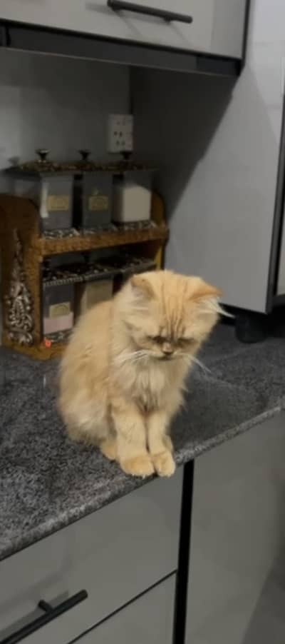 female Persian cat tripple coated