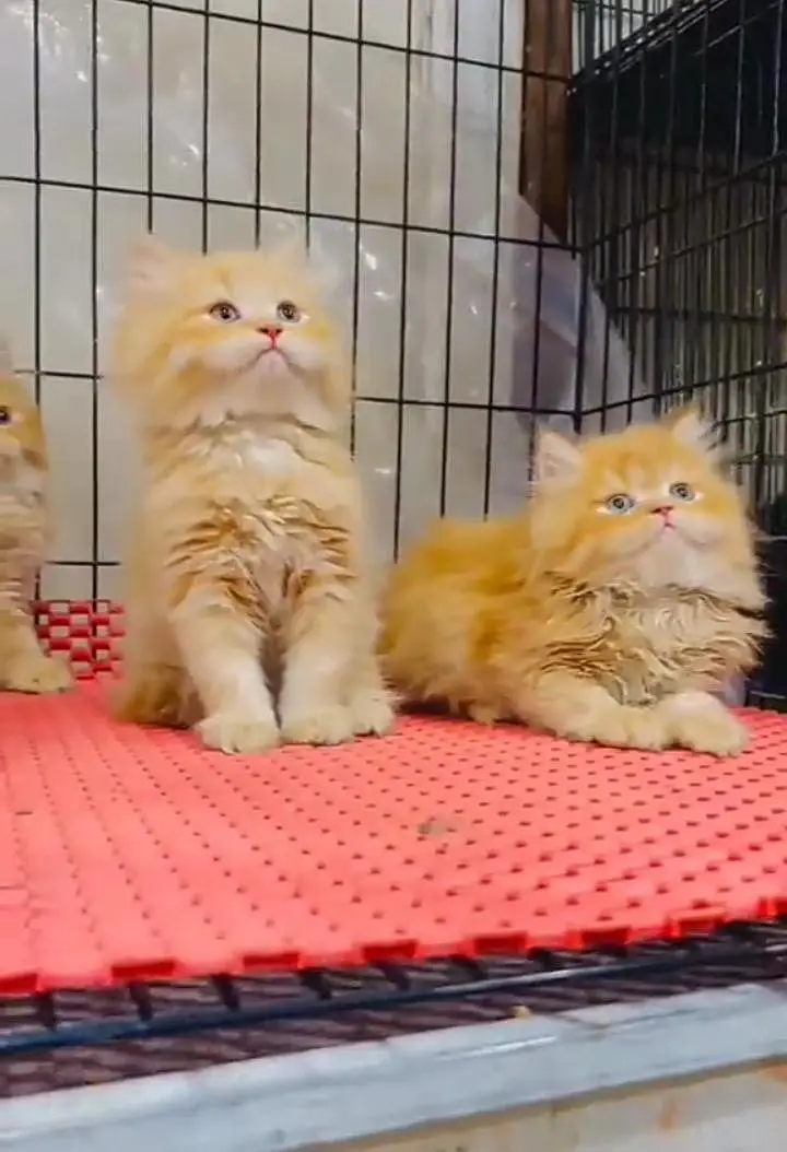 Persian kitten for sale my WhatsApp 0325/77/17/094/. — photo 2