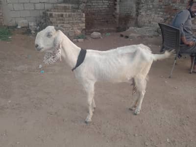 beetal bakri for sale