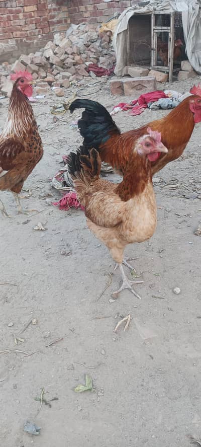Desi hens murgi murga Aseel