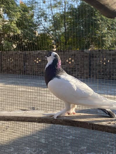 gubbara cross big size breedar female