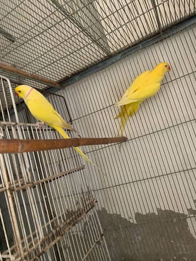 male same tame and talking