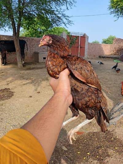 Aseel mianwali razi murgi