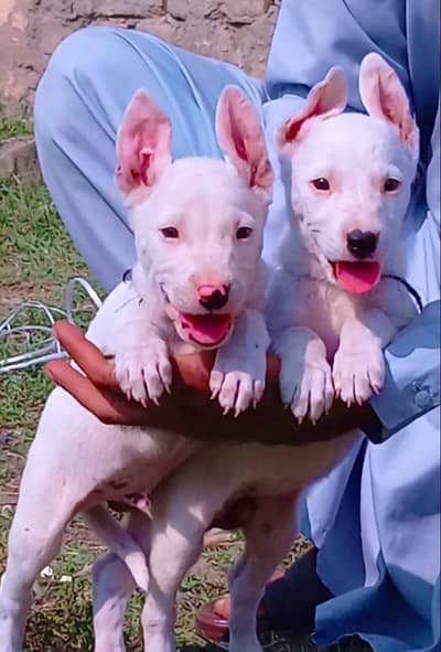 Kuwaiti gulteer male female for sale available age 2 month old f