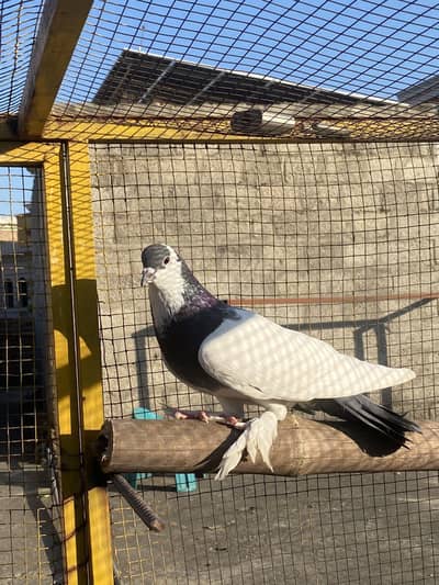 gubbara cross big size breedar female