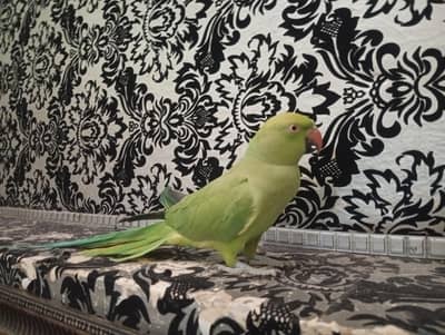 green, parrot hand tame female for sale