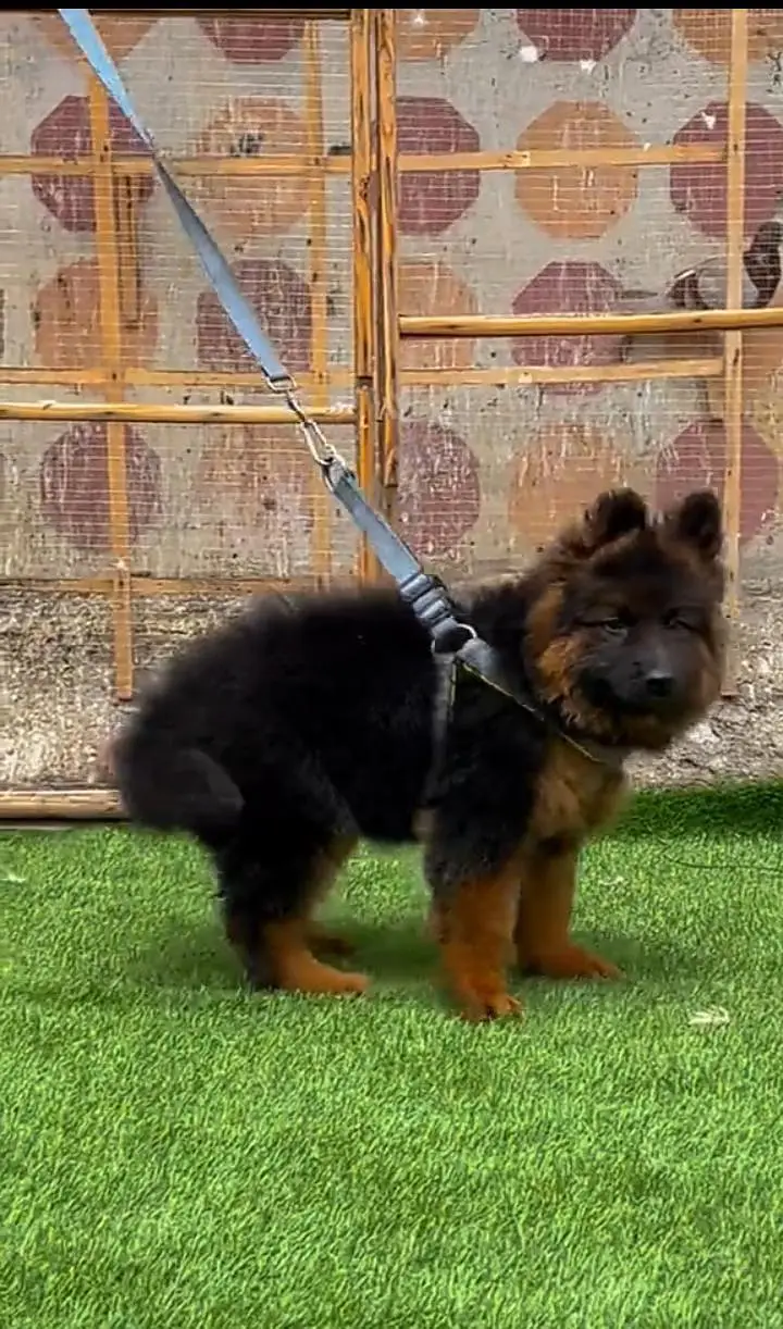 German Shepherd puppies  for sale my WhatsApp0325-77-17,094