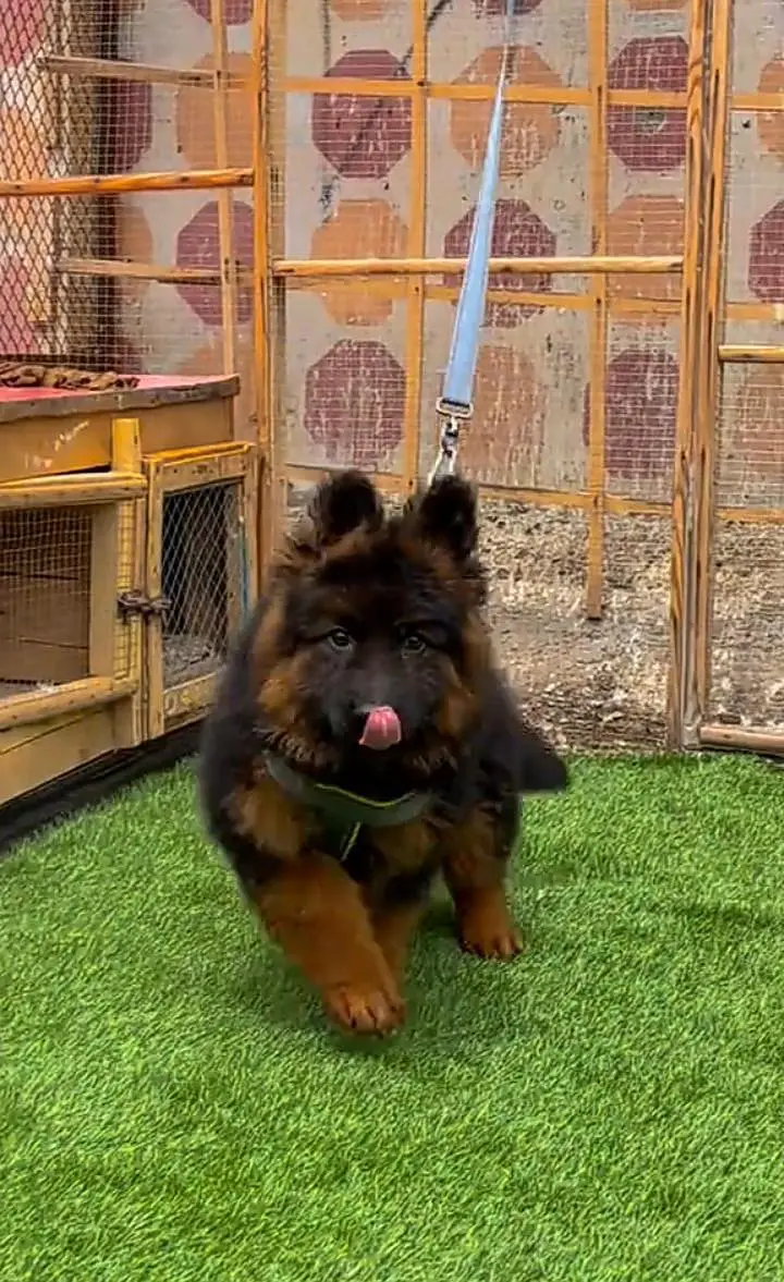 German Shepherd puppies  for sale my WhatsApp0325-77-17,094 — photo 3