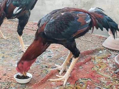 Aseel Murghay Aur murghi for sale