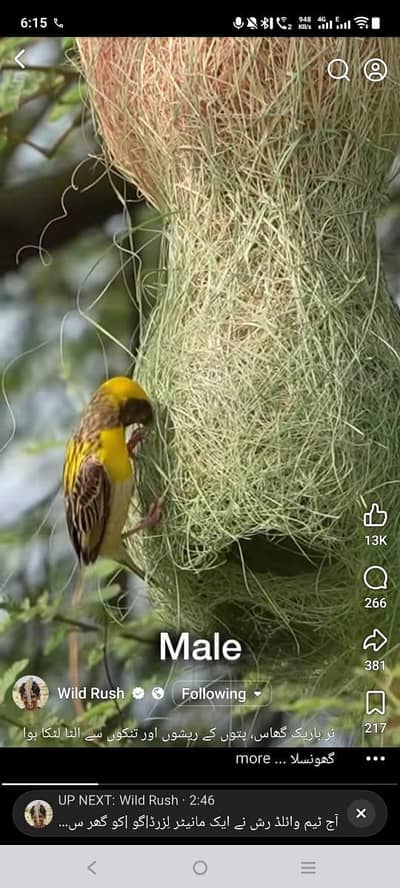 finches