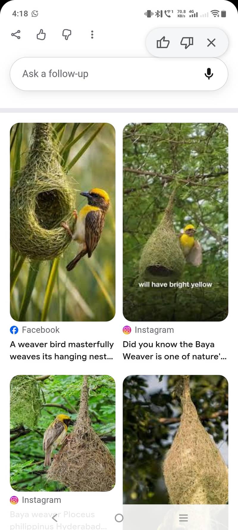 finches 1