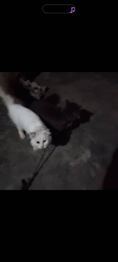 person cats pair