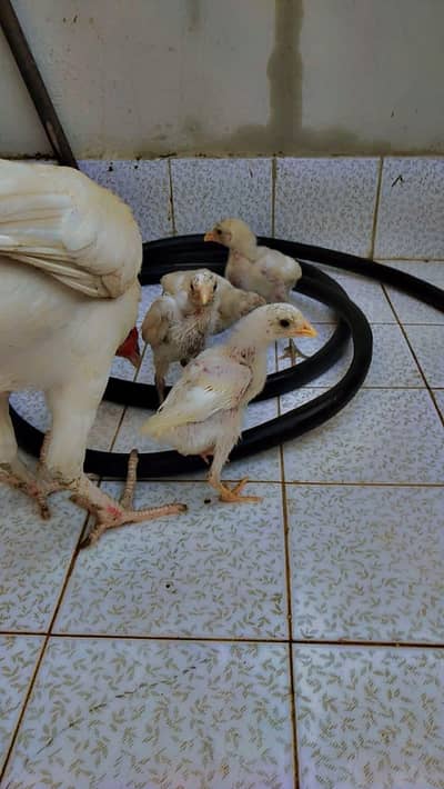 Aseel heera chicks for sell