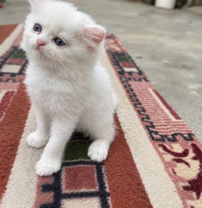 White Persian Kittens for Sale | Blue Eyes | Semi Punch Face | Lahore