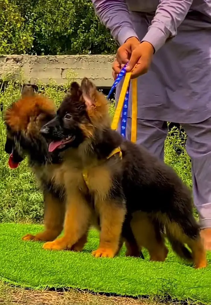 German Shepherd puppies  for sale my WhatsApp0325-77-17,094 — photo 2