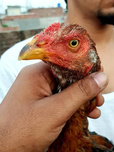 ganju aseel kamalia